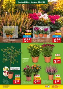 Zimmerpflanzen im aktuellen Netto Marken-Discount Prospekt (Duisburg) Zimmerpflanzen im Netto Marken-Discount Prospekt "Aktuelle Angebote" mit 66 Seiten (Duisburg)