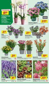 Hortensie im aktuellen toom Baumarkt Prospekt (Karlsruhe) Hortensie im toom Baumarkt Prospekt "Respekt, wer's selber macht." mit 20 Seiten (Karlsruhe)