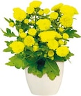 Chrysantheme im aktuellen Hellweg Prospekt