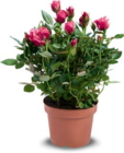 Rosen im Angebot bei Netto Marken-Discount in Salzgitter Rosen Angebote bei Netto Marken-Discount Salzgitter für 2,29 €
