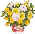 Netto mit dem Scottie Gägelow - Blühmix Confetti Garden Angebot im Prospekt Blühmix Confetti Garden bei Netto mit dem Scottie im Gägelow Prospekt für 2,59 €