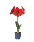 Aktuelle Pflanzen Angebote bei Lidl in Paderborn Aktuelles Amaryllis Angebot bei Lidl in Paderborn ab 2,49 €