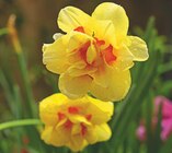 NARCISSES À FLEURS DOUBLES ECLOZ - ECLOZ - Delbard NARCISSES À FLEURS DOUBLES ECLOZ - ECLOZ à 4,99 € dans le catalogue Delbard