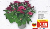 Chrysanthemen 'Aubisque' von EDEKA Heimatliebe im aktuellen E center Prospekt