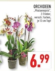 Aktuelle Orchidee Angebote bei Marktkauf in Dortmund Aktuelles Orchideen Angebot bei Marktkauf in Dortmund ab 6,99 €