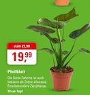 Pfeilblatt Angebot im ZG Raiffeisen Prospekt Pfeilblatt im ZG Raiffeisen Prospekt zum Preis von 19,99 €