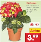 Hortensien im Angebot bei Netto Marken-Discount in Freiburg Hortensien Angebote bei Netto Marken-Discount Freiburg für 3,99 €