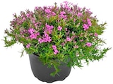 Angebot im Penny Bramsche Prospekt Penny Bramsche Prospekt mit im Angebot für 1,79 €