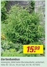 Aktuelle Bambus Angebote bei toom Baumarkt in Stuttgart Aktuelles Gartenbambus Angebot bei toom Baumarkt in Stuttgart ab 15,99 €