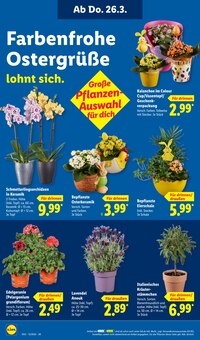 Blumentopf im aktuellen Lidl Prospekt (Köln) Blumentopf im Lidl Prospekt "LIDL LOHNT SICH" mit 74 Seiten (Köln)