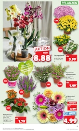 Blumen im Kaufland Prospekt in Sindelfingen Aktueller Kaufland Prospekt mit Blumen, "Aktuelle Angebote", Seite 5