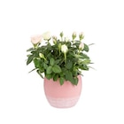 BOTANIC®-Rosier Carnaval rose et blanc avec cache-pot décoratif. diamètre 14 cm en promo chez Botanic BOTANIC®-Rosier Carnaval rose et blanc avec cache-pot décoratif. diamètre 14 cm dans le catalogue Botanic