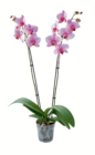 Aktuelle Orchidee Angebote bei toom Baumarkt in Frankfurt (Main) Aktuelles Schmetterlingsorchidee Angebot bei toom Baumarkt in Frankfurt (Main) ab 9,99 €