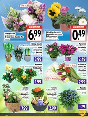 Stauden im EDEKA Prospekt in Gießen Aktueller EDEKA Prospekt mit Stauden, "Aktuelle Angebote", Seite 5