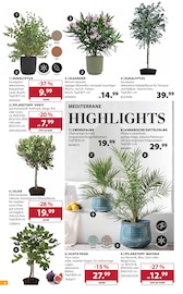 Palme im Dehner Garten-Center Prospekt in Kamen Aktueller Dehner Garten-Center Prospekt mit Palme, "Aktuelle Angebote", Seite 6