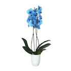 Orchidée teintée 2 tiges en promo chez Carrefour Albi à 12,99 €
