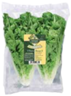 Salatherzen Mini Romana im Angebot bei Marktkauf in Buchholz Salatherzen Mini Romana Angebote bei Marktkauf Buchholz für 1,49 €