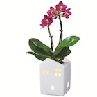 Mini-Phalaenopsis im Keramikhaus im Angebot bei Lidl in Ulm Mini-Phalaenopsis im Keramikhaus Angebote bei Lidl Ulm für 5,99 €