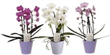 Carrefour Ciboure - Promo Orchidée cascade Promo Orchidée cascade à 9,99 € dans le catalogue Carrefour à Ciboure