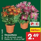Aktuelle Blumen Angebote bei Netto Marken-Discount in Hamburg Aktuelles Chrysantheme Angebot bei Netto Marken-Discount in Hamburg ab 2,49 €