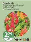 Beetpflanzen im V-Markt Prospekt Federbusch im aktuellen V-Markt Prospekt für 2,79 €