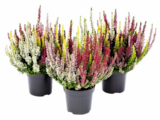 Knopsenheide Beauty Ladies High Five von  im aktuellen Hagebaumarkt Prospekt für 2,99 €