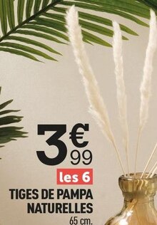 TIGES DE PAMPA NATURELLES à Centrakor dans Le Guerno TIGES DE PAMPA NATURELLES à Centrakor dans Le Guerno