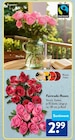 Rosen von Fairtrade im aktuellen ALDI SÜD Prospekt für 2,99 €