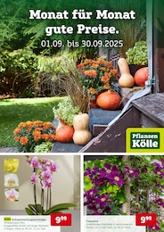 Clematis Angebot & Preis im aktuellen Pflanzen Kölle Prospekt Clematis Angebot im aktuellen Pflanzen Kölle Prospekt auf Seite 1