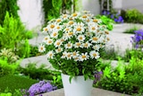 Marguerite à 5,99 € dans le catalogue Carrefour