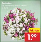 Bartnelken im Angebot bei Netto Marken-Discount in Recklinghausen Bartnelken Angebote bei Netto Marken-Discount Recklinghausen für 1,99 €
