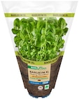 Aktuelle Pflanzen Angebote bei REWE in Freiburg (Breisgau) Aktuelles Basilikum Angebot bei REWE in Freiburg (Breisgau) ab 1,79 €