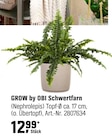 Schwertfarn Angebote von GROW by OBI bei OBI Wuppertal für 12,99 €