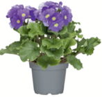 Aktuelles Becherprimel einfarbig Angebot bei toom Baumarkt in Gelsenkirchen ab 3,99 €