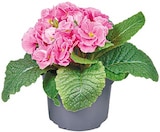 Primel Mix  im aktuellen Netto mit dem Scottie Prospekt für 1,49 €