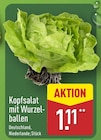 Kopfsalat mit Wurzelballen für 1,11 € bei ALDI Nord im Angebot Kopfsalat mit Wurzelballen im aktuellen ALDI Nord Prospekt