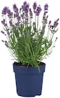 Lavande angustifolia - Lidl à Toulouse Lavande angustifolia en promo chez Lidl Toulouse à 2,39 €