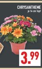 Aktuelle Chrysantheme Angebote bei Marktkauf in Dortmund Aktuelles Chrysantheme Angebot bei Marktkauf in Dortmund ab 3,99 €