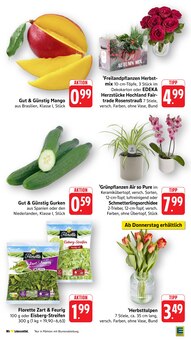 Tulpen im aktuellen EDEKA Prospekt (Mannheim) Tulpen im EDEKA Prospekt "Aktuelle Angebote" mit 50 Seiten (Mannheim)