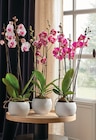 Phalaenopsis 3 Tiges Pot 12 cm dans le catalogue Intermarché Super
