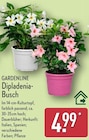 Dipladenia-Busch von GARDENLINE im aktuellen ALDI Nord Prospekt