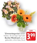 Aktuelle Pflanzen Angebote bei EDEKA in Trier Aktuelles Zimmerbegonien Angebot bei EDEKA in Trier ab 3,99 €
