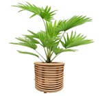 Promo Livistonia à 11,99 € dans le catalogue Carrefour à Chemellier