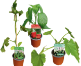 20 fach Punkte von  im aktuellen tegut Prospekt für 