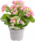Kalanchoé à 2,99 € dans le catalogue Botanic