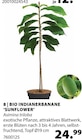 Dehner Garten-Center Chemnitz - BIO Indianerbanane 'Sunflower' Angebot im Prospekt BIO Indianerbanane 'Sunflower' bei Dehner Garten-Center im Chemnitz Prospekt für 24,99 €