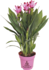 CURCUMA - GARDENLINE en promo à 8,99 € chez Aldi CURCUMA - GARDENLINE dans le catalogue Aldi