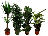 Plante verte - Carrefour à Orléans Plante verte en promo chez Carrefour Orléans à 19,99 €