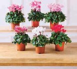 Cyclamen Special en promo chez Super U Perpignan à 3,99 €