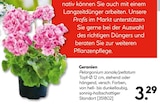Aktuelle Geranien Angebote bei Hellweg in Essen Aktuelles Geranien Angebot bei Hellweg in Essen ab 3,29 âŹ